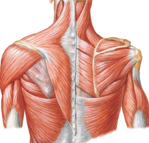 Muscles Of The Shoulder Diagram Quizlet