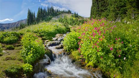 Mount Rainier's Northern Loop Trail | Wonderland Guides