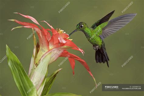 Green Crowned Brilliant Hummingbird Feeding At Flower While Flying