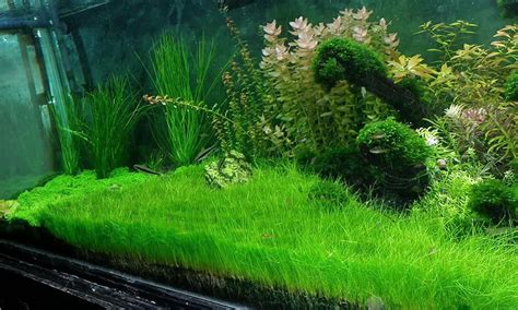 Dwarf Hairgrass Bunch Eleocharis Parvula Aquatic Aquarium Plants Buy2get1free Planted