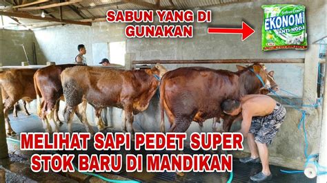 Proses Memandikan Sapi Pedet Super Stok Baru Di Kandang Mas Ilham Youtube