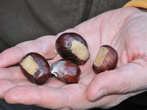 The Sweet Chestnut: A Source of Food and Timber
