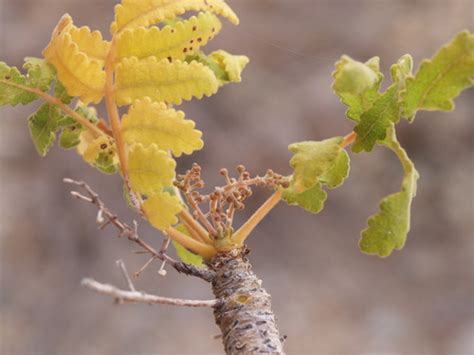 Boswellia Samhaensis · Inaturalist