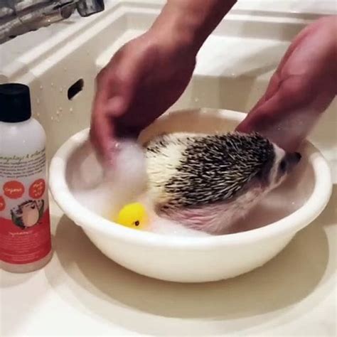 Un bébé hérisson prend son premier bain Adorable Vidéo Dailymotion