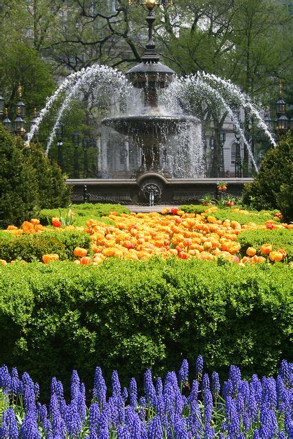 Regina Martin: Central Park Spring Flowers - The Flowers in Central ...