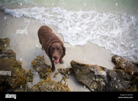 Brown Labrador Dog Standing On Beach Stock Photo Alamy