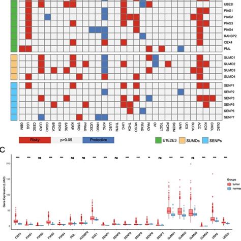 The Expression Of Sumoylation Regulatory Genes Across Cancer Types A