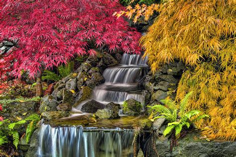 Japanese Laced Leaf Maple Trees In The Fall Photograph By David Gn