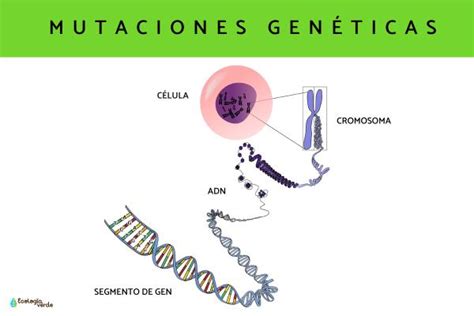 Mutaciones genéticas ejemplos y definición Resumen