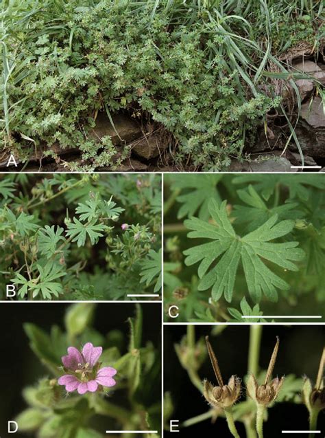 Geranium Pusillum L A Habit B Branch And Inflorescence C Leaf D Download Scientific