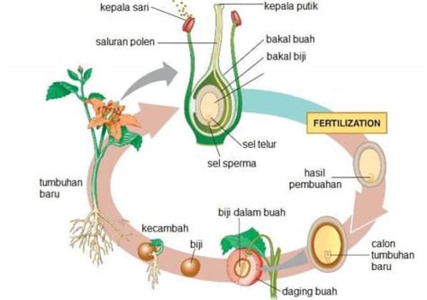 Perkembangbiakan Generatif Pada Tumbuhan Pembuahan Bunga