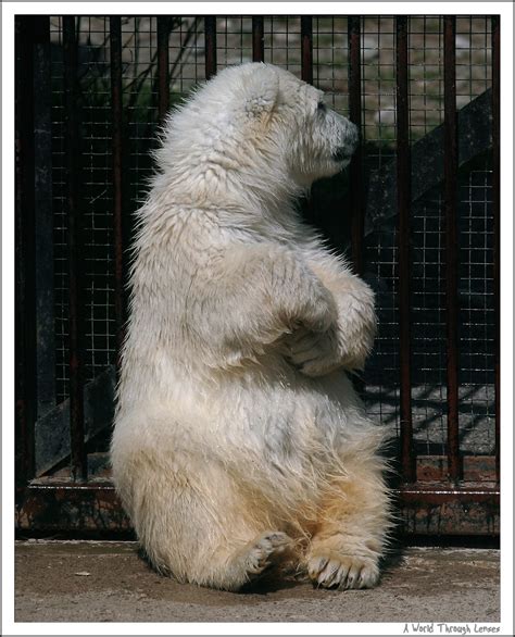 New polar bear cub in the zoo - A World Through Lenses