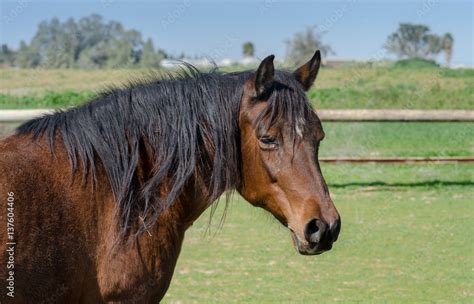 Light Brown Horse With Dark Brown Mane