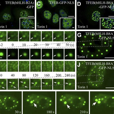 material properties  tfeb tfebbhlh ba  pgl  droplets