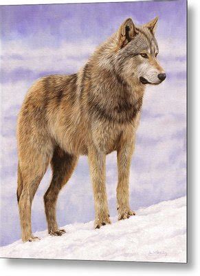 Grey Wolf Painting By David Stribbling