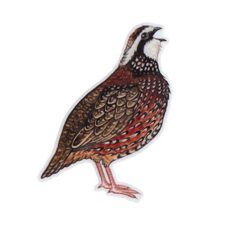 Wholesale Vinyl Sticker: Bobwhite Quail – Kate Dolamore Art Wholesale