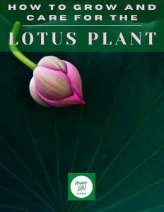 How to Grow and Care for the Lotus Plant | Happy DIY Home