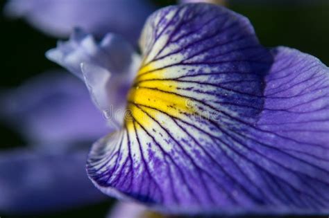 True Water Iris Flower Petals Close Up. Iris Versicolor. Stock Image ...