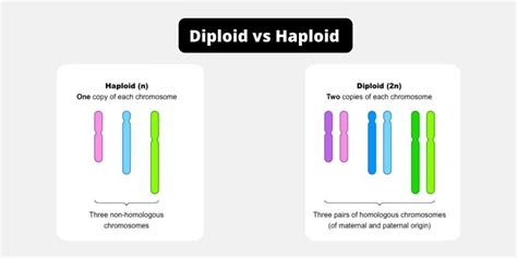 Difference Between Diploid And Haploid Diploid Vs Haploid Biology