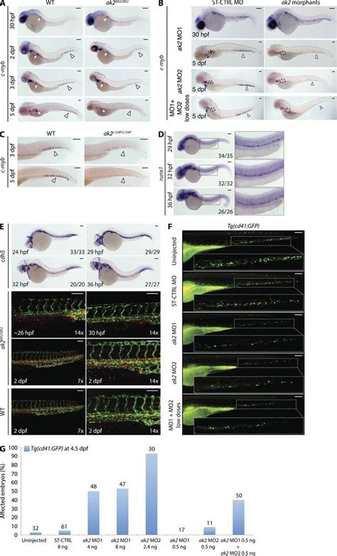 AK2 Deficiency Impairs HSPC Development In Zebrafish AC