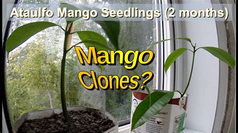 Grow An Ataulfo Mango Tree From Seed 2 Months Youtube