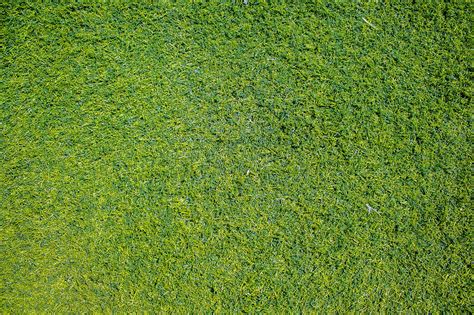 Green Grass Texture Photos, Download The BEST Free Green Grass Texture ...