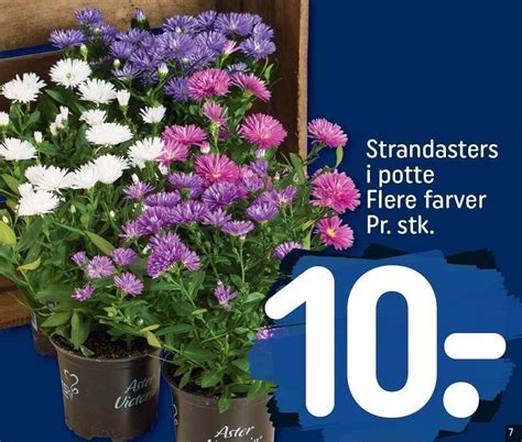 Strandasters I Potte Tilbud Hos Rema 1000