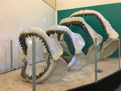 Megalodon Skeleton