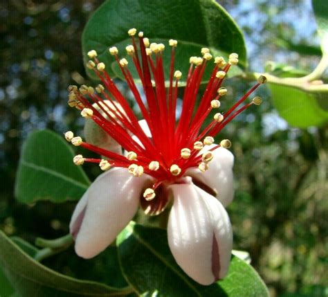 Acca Sellowiana Feijoa Pineapple Guava Guavasteen Goyavier Du Brésil Quinta Dos Ouriques