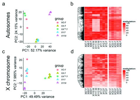 Sex Phenotype Sex Chromosome Complement And Genetic Background