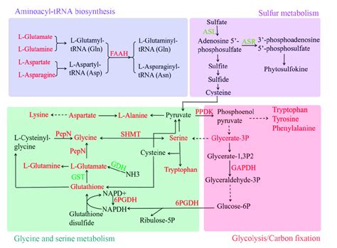 The Amino Acid Metabolism In Pea Intercropped Tea Shoots The Red And Download Scientific