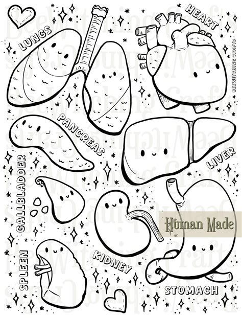 Physiology Printable Cute