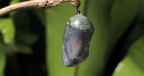 Como A Lagarta Se Transforma Em Uma Borboleta Mundo Ecologia