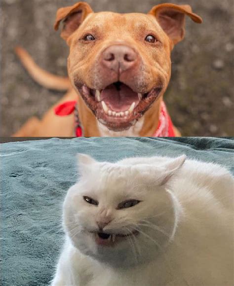 Smiling Dogs And Cats