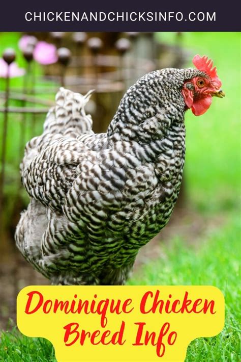 Dominique Chicken Breed Info - Chicken & Chicks Info