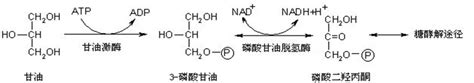 生物化学第七章脂质代谢（二） 哔哩哔哩