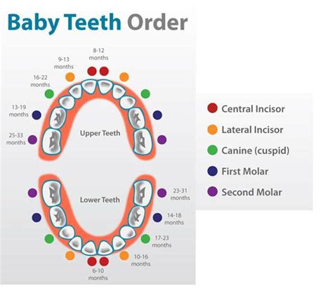 What Order Do Baby Teeth Come In?