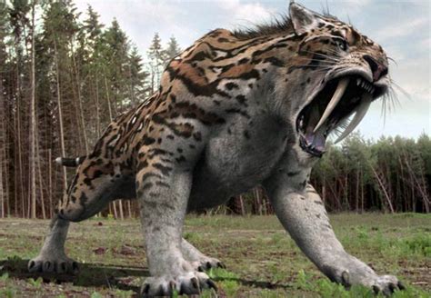 Smilodon Vs Liger