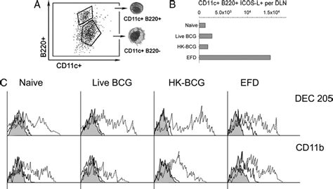 Characterization Of DC Subsets Recruited To The Inguinal DLNs Four