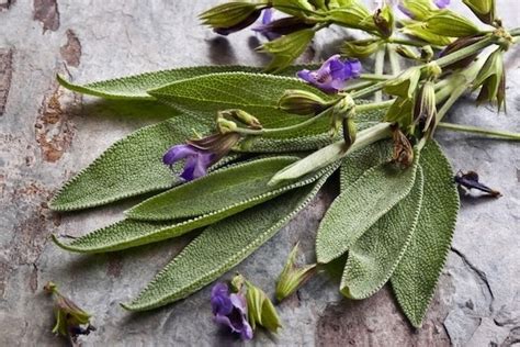 Chá de salvia para que serve e como tomar Tua Saúde