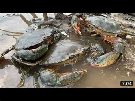 GIANT MUD CRAB Catching Catching Alimango In The Mangroves Find