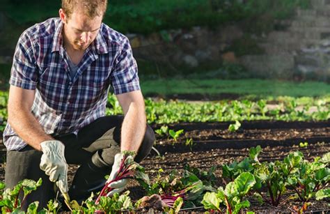 Conhe A As Principais Vantagens Da Agricultura De Jardinagem