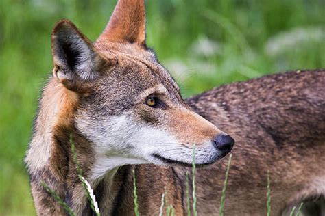 340 Red Wolf Stock Photo Stock Photos Pictures And Royalty Free Images