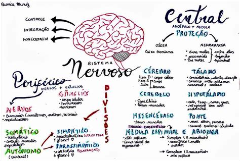 Mapa Mental Sobre Sistema Nervoso Study Maps