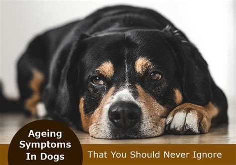 Ageing Symptoms In Dogs That You Should Never Ignore