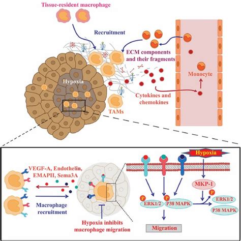 (PDF) Tumor-Associated Macrophages as Major Players in the Tumor ...