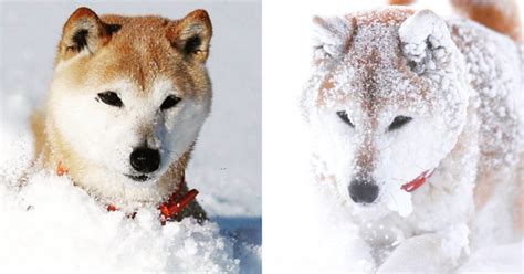 最も人気のある！ 犬 雪遊び 112532 犬 雪遊び 関西