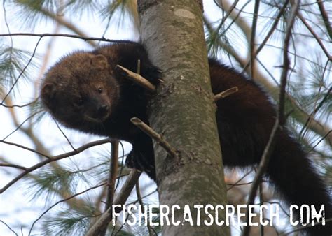 Fisher Cat Pictures | Fisher Cat Screech