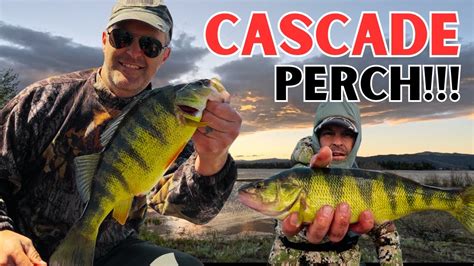 How And Where To Catch Big Lake Cascade Perch In The Spring Youtube