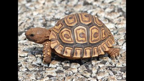 Squirrel Tortoise Ostrich Giving Birth To Babies And Eggs Youtube